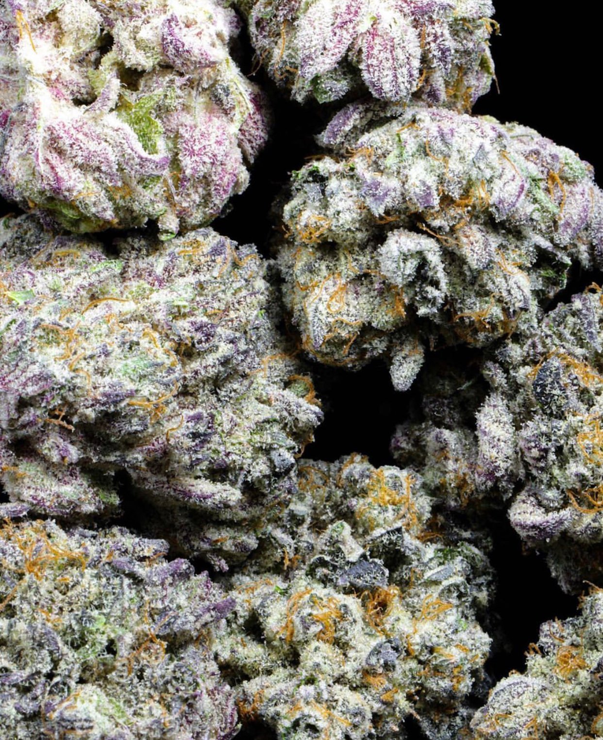 Blackberry Kush