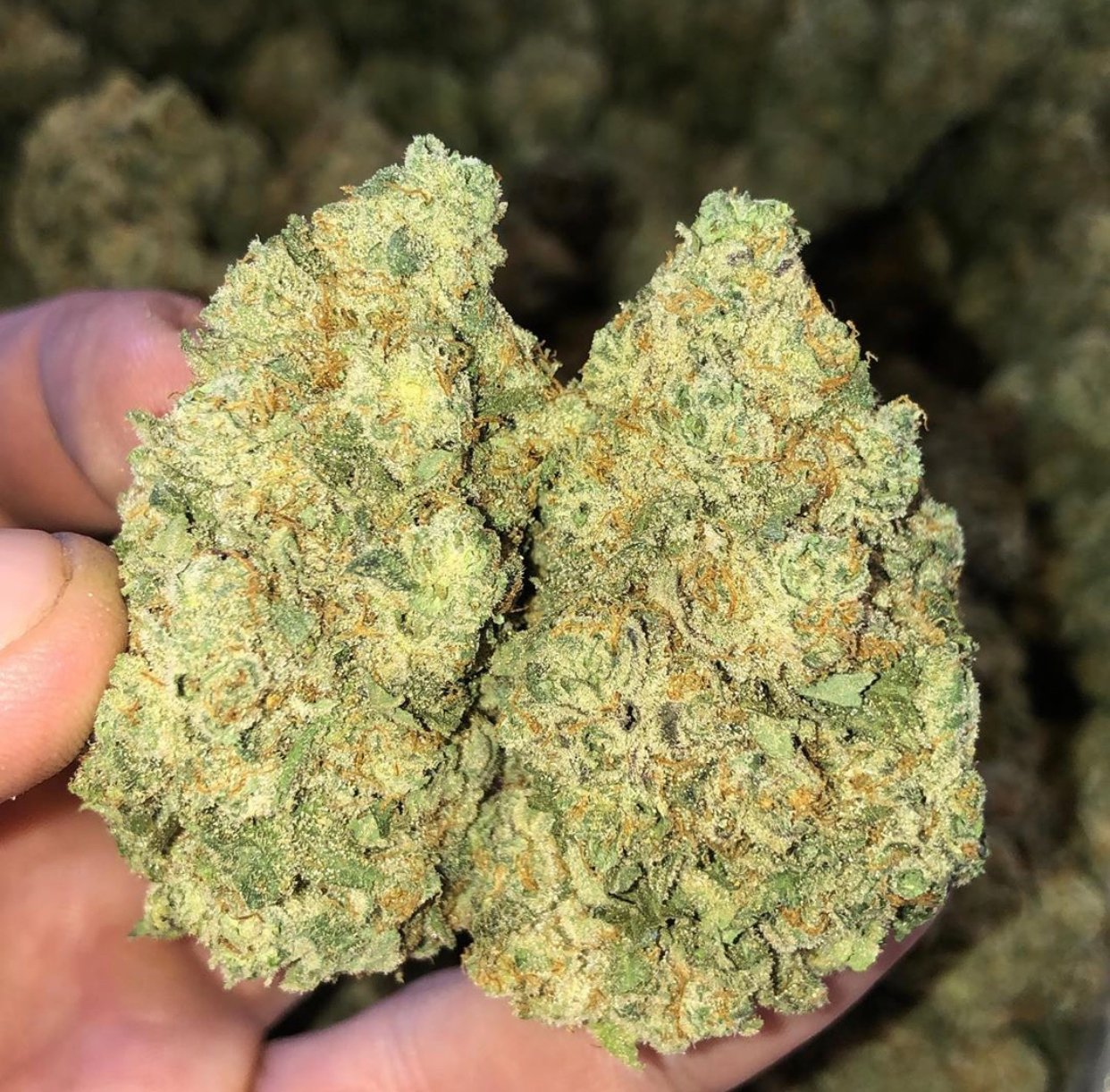 Grandaddy Purple