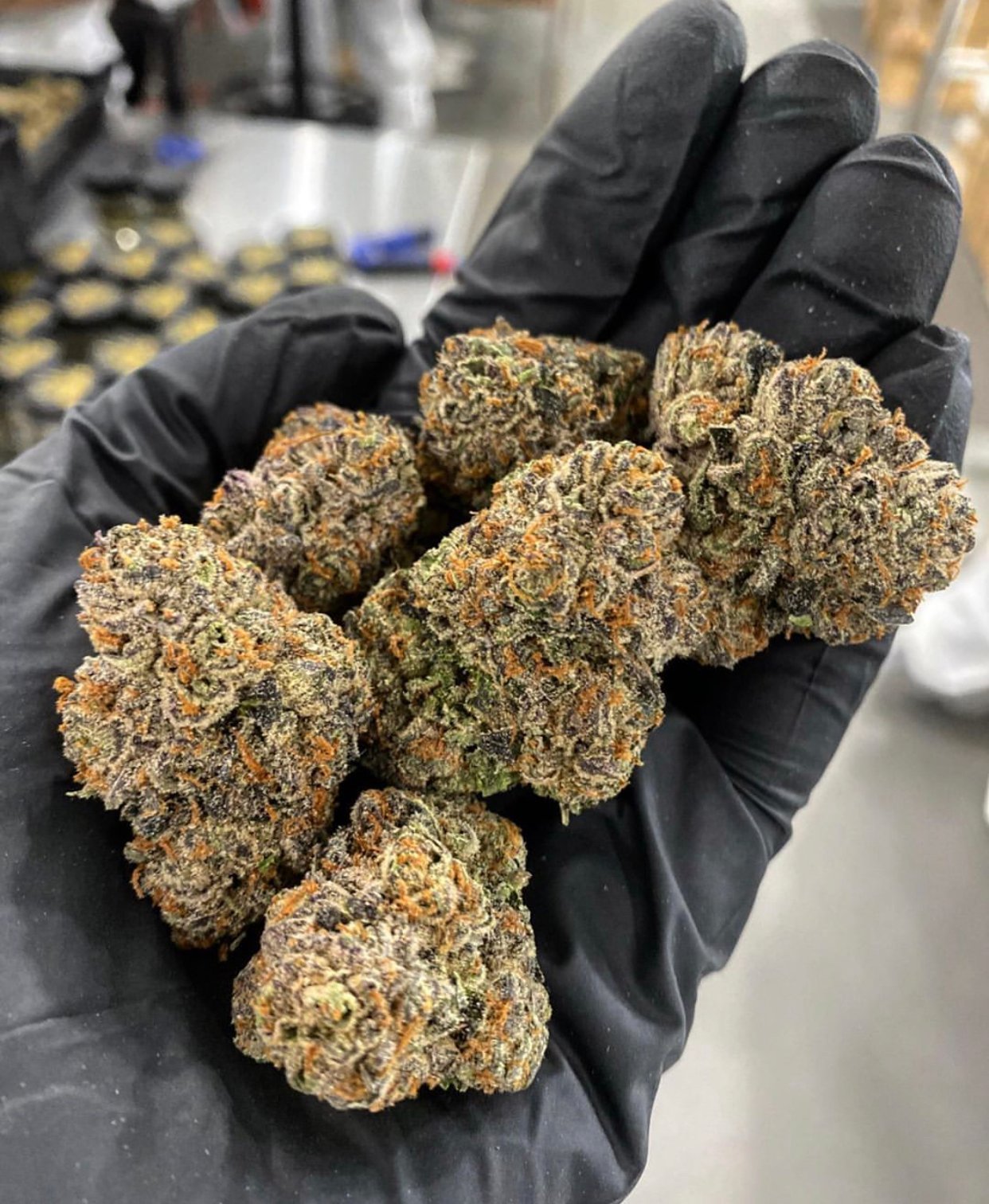Jet Fuel Malibu Gold